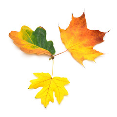 Heap beautiful multicolored autumn maple and oak leaves isolated on white background. Falling foliage. Flat lay, top view, creative concept