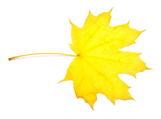 Yellow maple leaf isolated on white background. Autumn, falling foliage. Flat lay, top view, creative concept