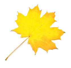 Yellow maple leaf isolated on white background. Autumn, falling foliage. Flat lay, top view, creative concept