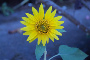 beautiful sunflowers in minas gerais