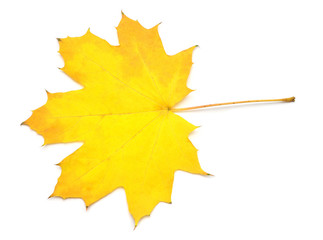 Yellow maple leaf isolated on white background. Autumn, falling foliage. Flat lay, top view, creative concept