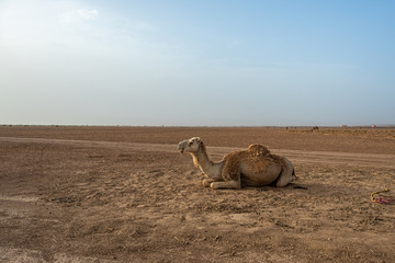 camel