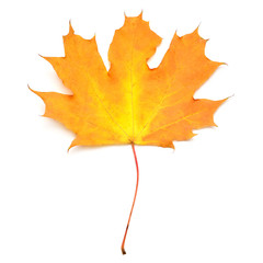 Orange maple leaf isolated on white background. Autumn, falling foliage. Flat lay, top view, creative concept