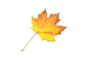 Autumn yellow maple leaf isolated on white background. Falling foliage. Flat lay, top view, creative concept