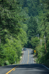 Fototapeta premium Road in Washington state forest