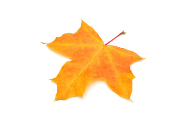 Yellow maple leaf isolated on white background. Autumn, falling foliage. Flat lay, top view, creative concept