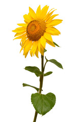 Sunflower isolated on white background. Sun symbol. Flowers yellow, agriculture. Seeds and oil. Flat lay, top view. Bio. Eco. Creative