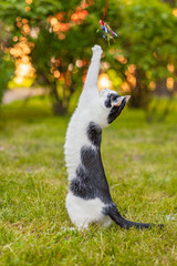 Słodki czarno biały kotek sięga po zabawkę na polu