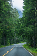 Road in Washington state forest