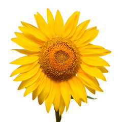 Sunflower head isolated on white background. Sun symbol. Flowers yellow, agriculture. Seeds and oil. Flat lay, top view. Bio. Eco. Creative