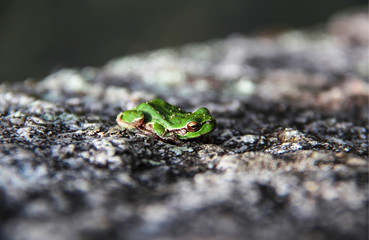 Green little frog close-up with golden eyes.
