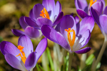 Purple-Orange crocus flowers in spring.