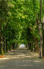 Fototapeta na wymiar Parkowa alejka z zielonymi drzewami z dwóch stron