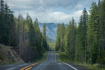 Road in Washington state forest - obrazy, fototapety, plakaty