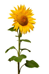 Fototapeta premium Sunflower isolated on white background. Sun symbol. Flowers yellow, agriculture. Seeds and oil. Flat lay, top view. Bio. Eco. Creative