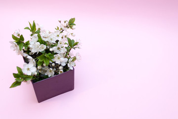 Gift box with flowers, cherry blossom, spring concept
