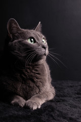 Cat On Black Background