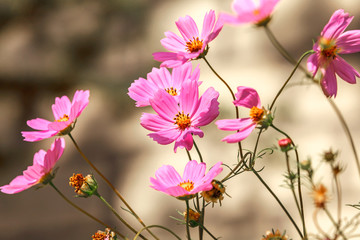 pink summer flowers