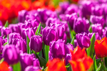 purple tulip detail in rain