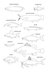 African freshwater fish. Vector drawing outline set.
