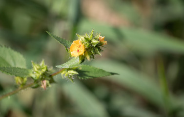 wild flowers of nature
