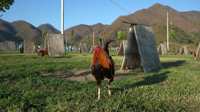 El gallo est&aacute; caminando, cuidando su territorio y moviendo sus alas.