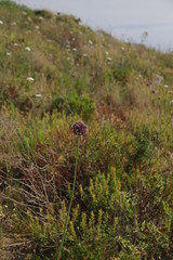 Wilder Knoblauch in Sizilien
