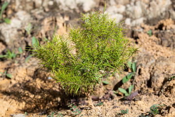 wild flowers of nature