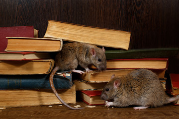 Close-up two rat (Rattus norvegicus) sits near old books on the flooring in the library. Concept of...