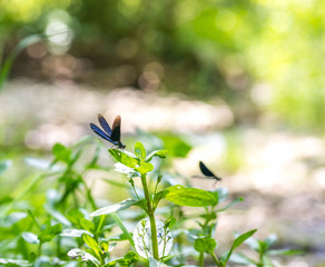 Blauflügel Prachtlibelle