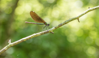Blauflügel Prachtlibelle