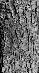 Silver Birch Bark