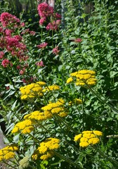 Goldgarbe und Spornblumen in Blumenrabatte im Park - Sommergarten