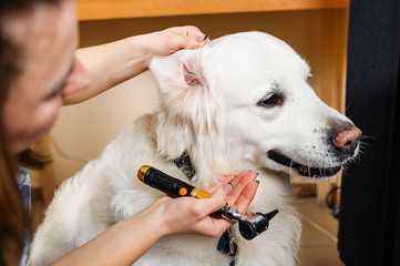 Otoscopy dogs. Examination of the dog's ears in veterinary medicine