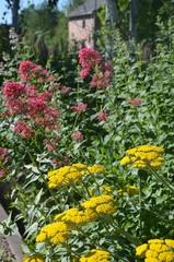 Goldgarbe und Spornblumen in Blumenrabatte im Park - Sommergarten