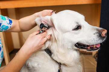 Otoscopy dogs. Examination of the dog's ears in veterinary medicine