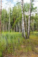 Obraz premium Fairy forest. Tallest pine. In the foreground five birches. Around forest flowers, green grass. Summer.