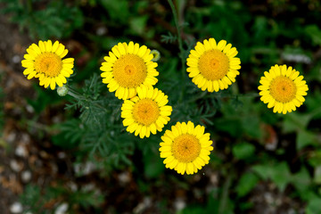 yellow daisies on a green background. Close-up. Concept - postcards, wallpaper.