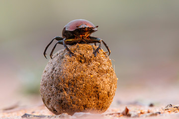 Dung beetle on his dung ball to impress the ladies in Sabi Sands GR, part of the greater Kruger region in South Africa - obrazy, fototapety, plakaty