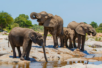 elephant herd drinking in Kruger National Park in South Africa