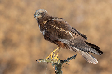 Fototapeta premium Birds of Prey - Male Marsh Harrier (Circus aeruginosus), perched on a log