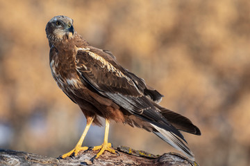 Birds of Prey - Male Marsh Harrier (Circus aeruginosus), perched on a log