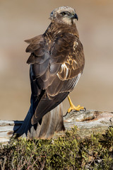 Birds of Prey - Male Marsh Harrier (Circus aeruginosus), perched on a log