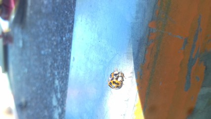 woman in white dress