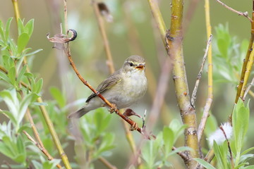 Phylloscopus trochilus. Willow Warbler summer day sings among the willows