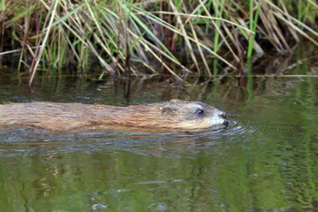 Ondatra zibethicus. Muskrat swims along the shore of the pond