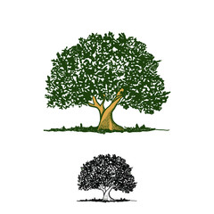 Hand Drawn Oak Tree Illustration, classic tree logo design vector inspiration