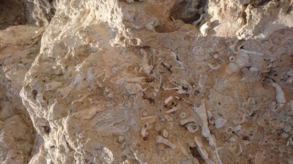 Versteinerungen in Sizilien