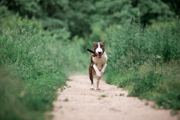 Beautiful dog breed bull terrier walks on green nature