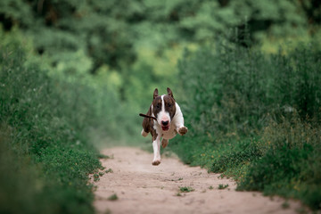 Naklejka na ściany i meble Beautiful dog breed bull terrier walks on green nature